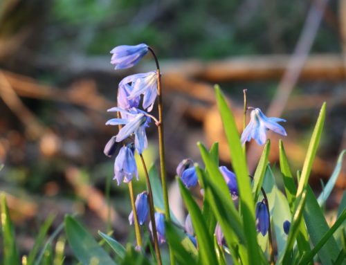 Wild Flowers – Bluebells